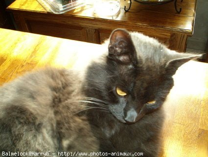 Photo de Chartreux