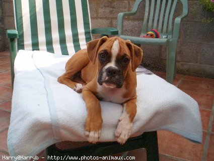 Photo de Boxer