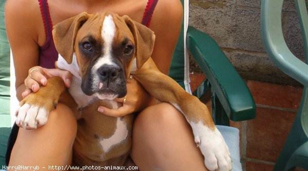 Photo de Boxer