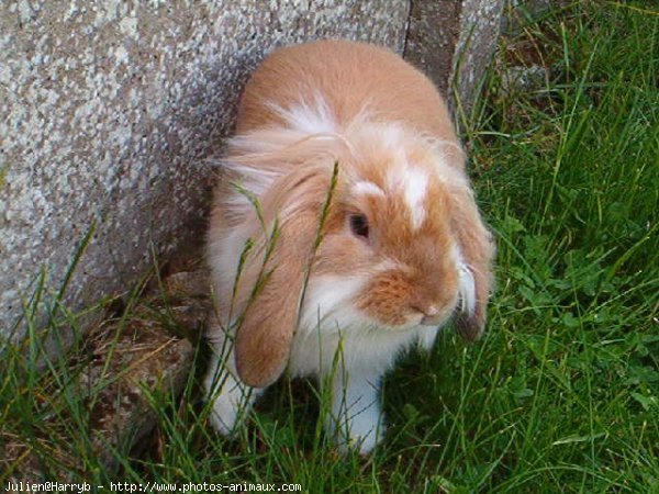 Photo de Lapin