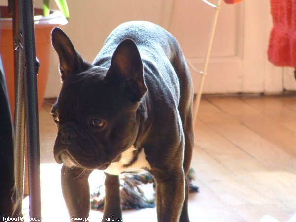 Photo de Bouledogue franais