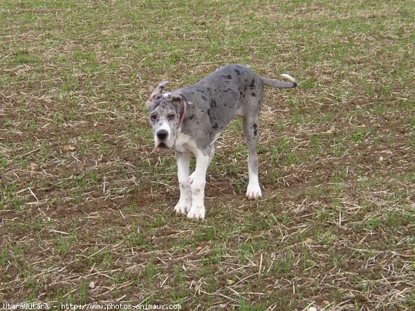 Photo de Dogue allemand