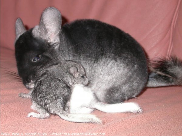 Photo de Chinchilla