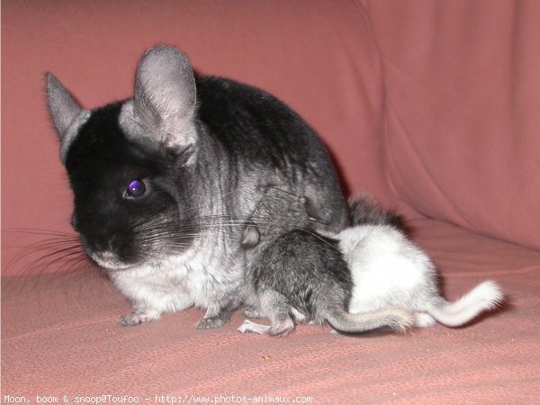 Photo de Chinchilla