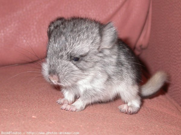 Photo de Chinchilla