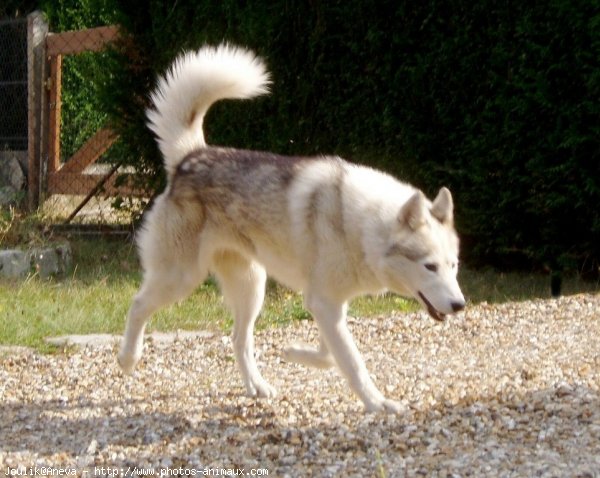 Photo de Husky siberien