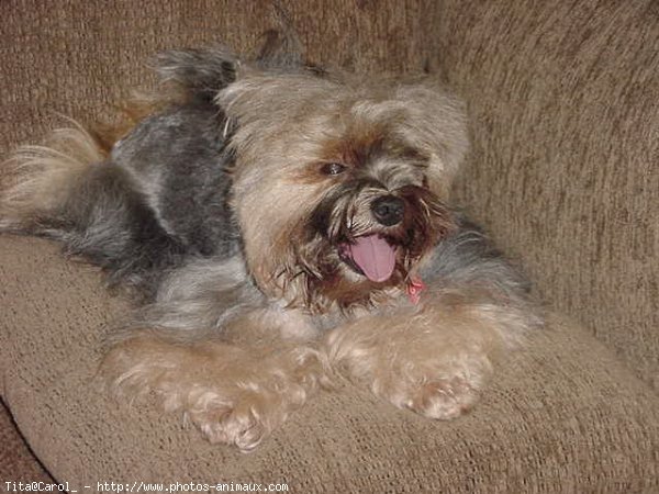 Photo de Yorkshire terrier