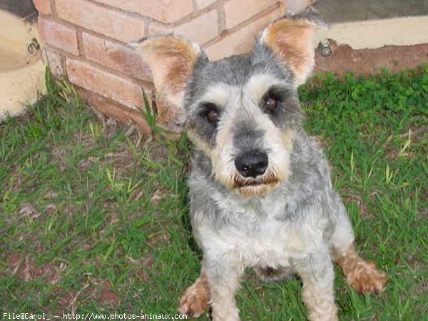 Photo de Schnauzer gant