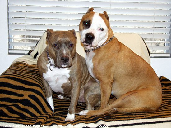 Photo d'American staffordshire terrier