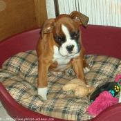 Photo de Boxer