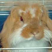 Photo de Lapin