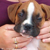 Photo de Boxer