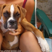 Photo de Boxer