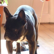 Photo de Bouledogue franais