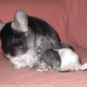 Photo de Chinchilla