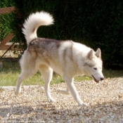 Photo de Husky siberien