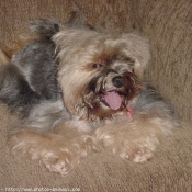 Photo de Yorkshire terrier