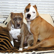 Photo d'American staffordshire terrier