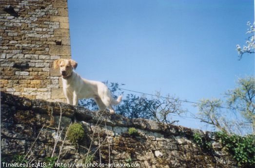 Photo de Labrador retriever