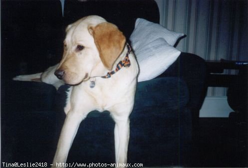 Photo de Labrador retriever