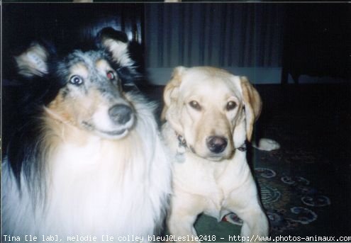 Photo de Labrador retriever