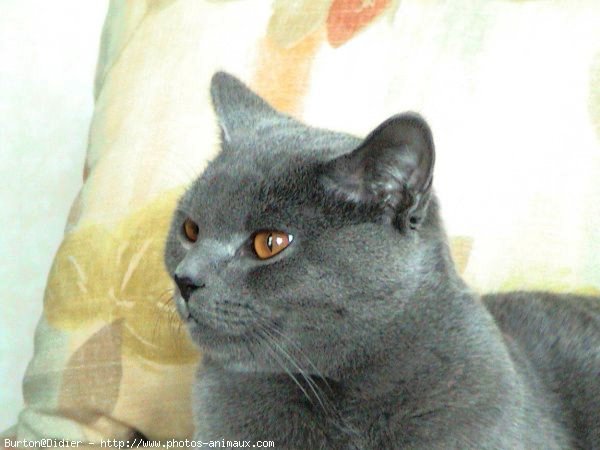 Photo de Chartreux