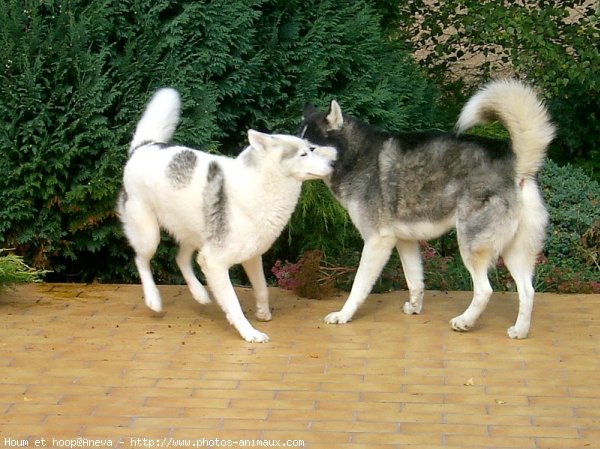 Photo de Husky siberien