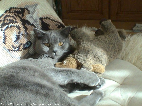 Photo de Chartreux