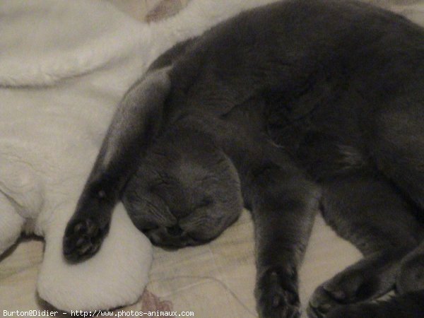 Photo de Chartreux