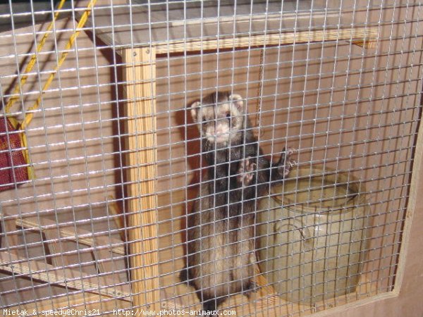 Photo de Furet