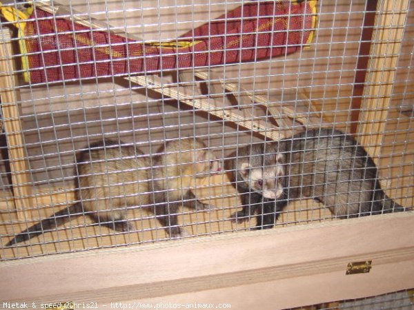 Photo de Furet