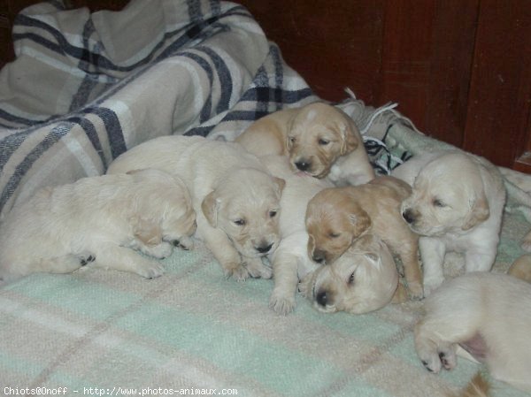 Photo de Golden retriever