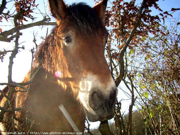 Photo de Percheron