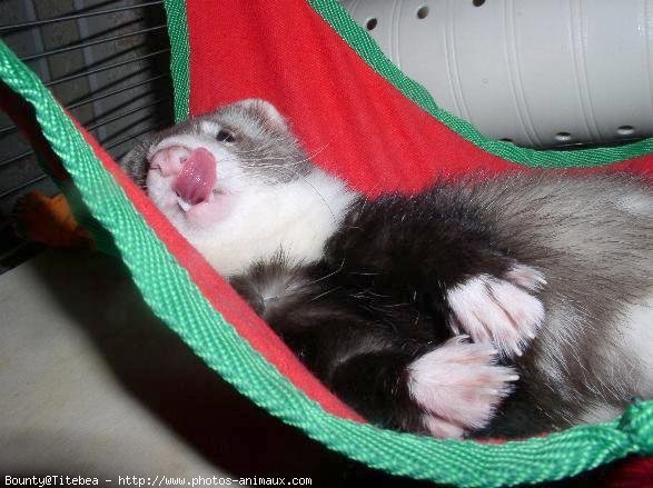 Photo de Furet