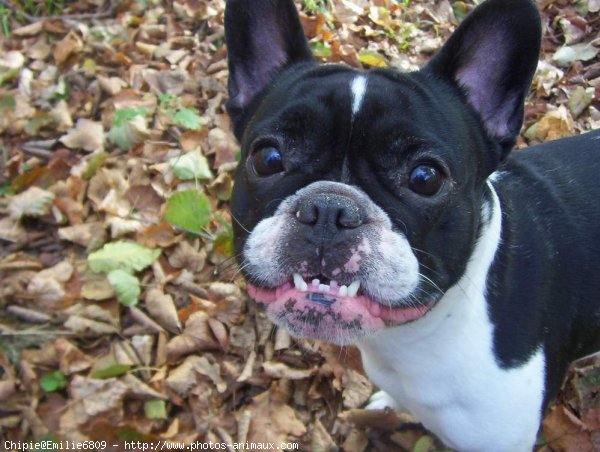 Photo de Bouledogue franais