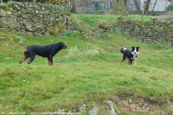 Photo de Rottweiler