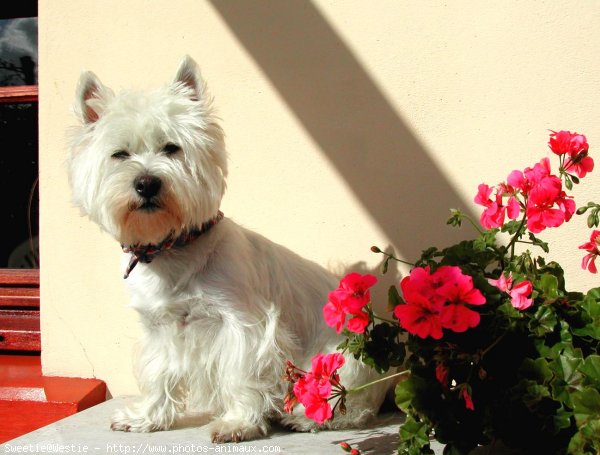 Photo de West highland white terrier