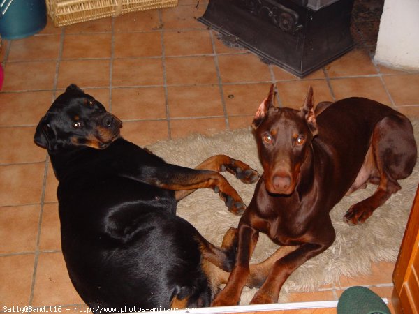 Photo de Rottweiler