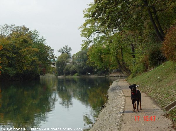 Photo de Rottweiler