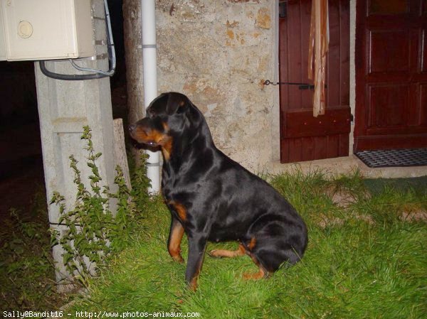 Photo de Rottweiler