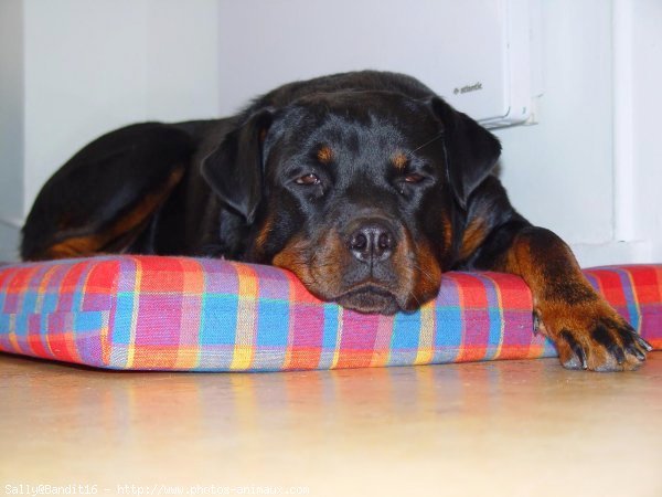 Photo de Rottweiler