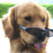 Photo de Golden retriever