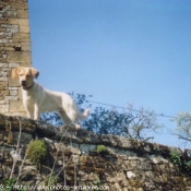 Photo de Labrador retriever