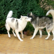 Photo de Husky siberien