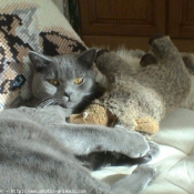 Photo de Chartreux