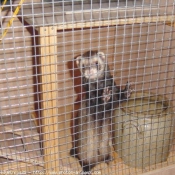 Photo de Furet