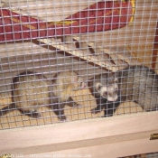 Photo de Furet