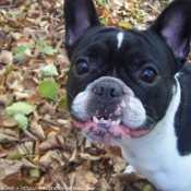 Photo de Bouledogue franais