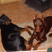 Photo de Rottweiler