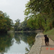 Photo de Rottweiler